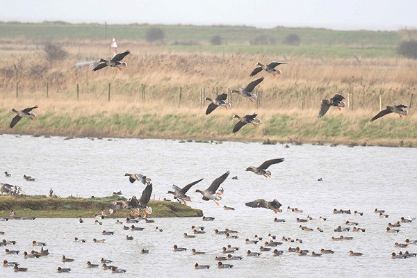 White-fronted Geese and Wigeon - John Hewitt.