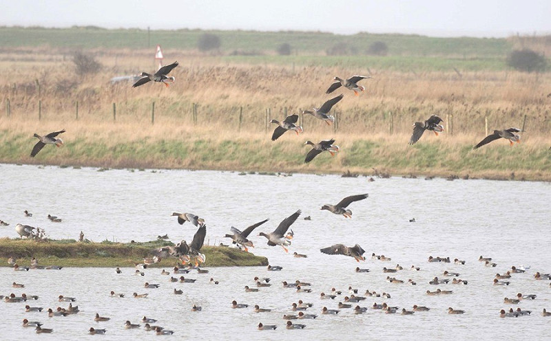White-fronted Geese and Wigeon - John Hewitt.