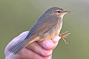 Dusky Warbler - John Hewitt.