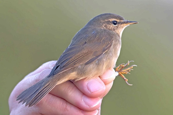 Dusky Warbler - John Hewitt.