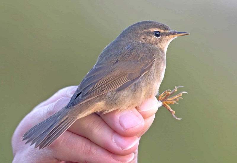 Dusky Warbler - John Hewitt.