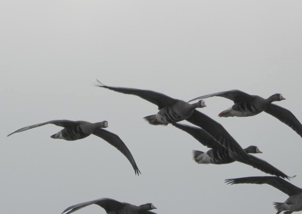 White-fronted Geese - Charlotte Foote.