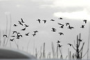 White-fronted Geese - Charlotte Foote.