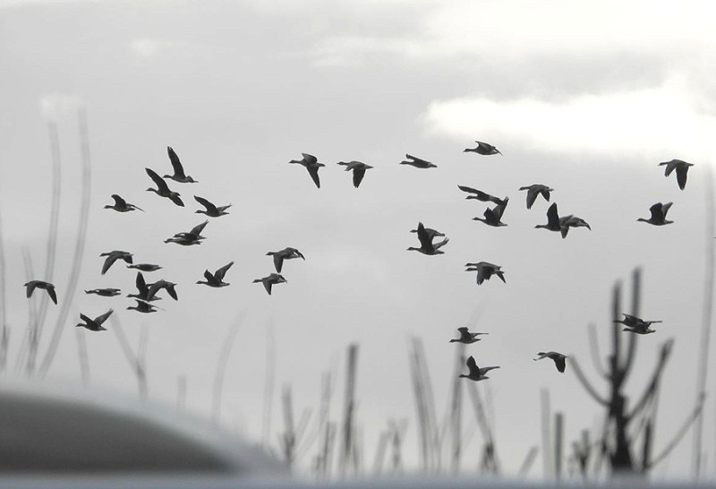 White-fronted Geese - Charlotte Foote.