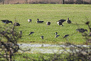 White-fronted Geese and Black-tailed Godwits - Charlotte Foote.