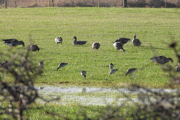 Bird sightings Monday, 29 December 2025