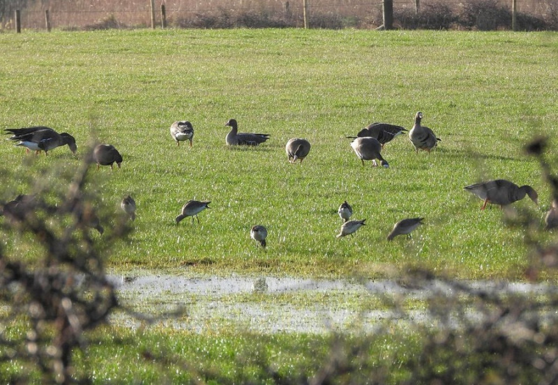 White-fronted Geese and Black-tailed Godwits - Charlotte Foote.