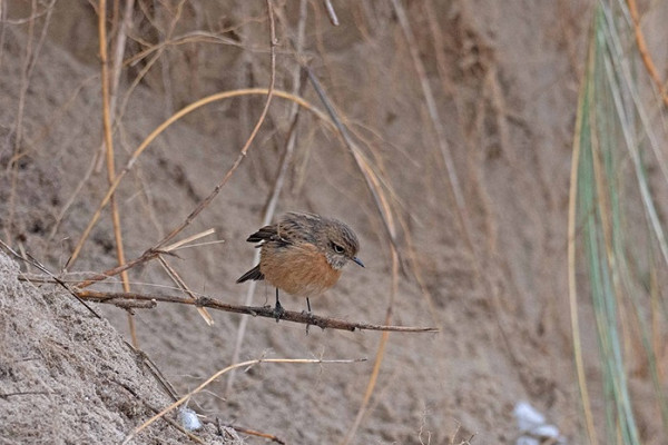 Stonechat - John Hewitt.