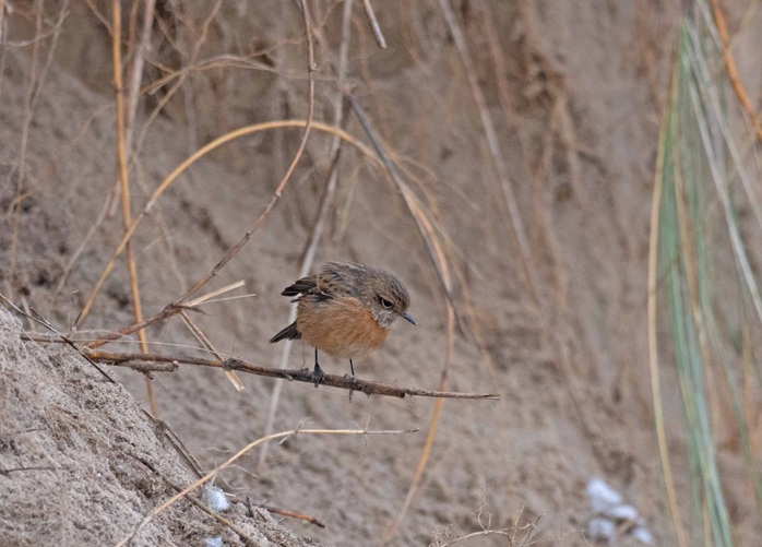 Stonechat - John Hewitt.