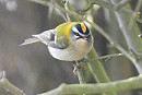 Firecrest _ Richard Taylor.