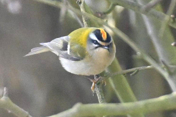 Firecrest _ Richard Taylor.