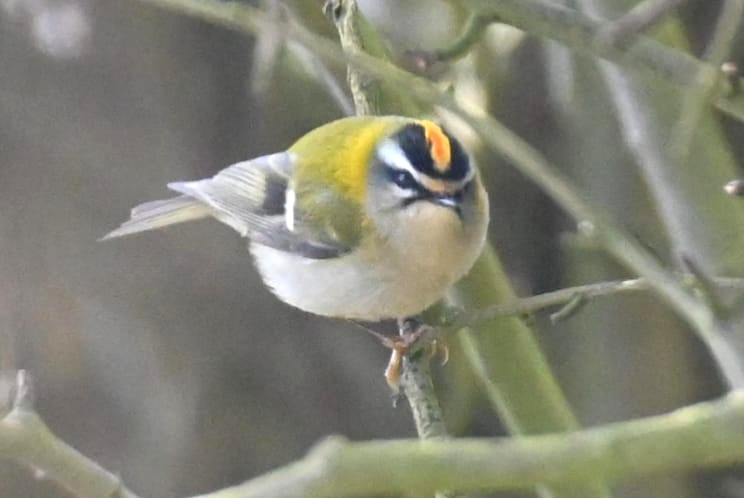 Firecrest _ Richard Taylor.