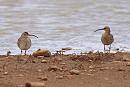 Whimbrels - Dave Constantine.