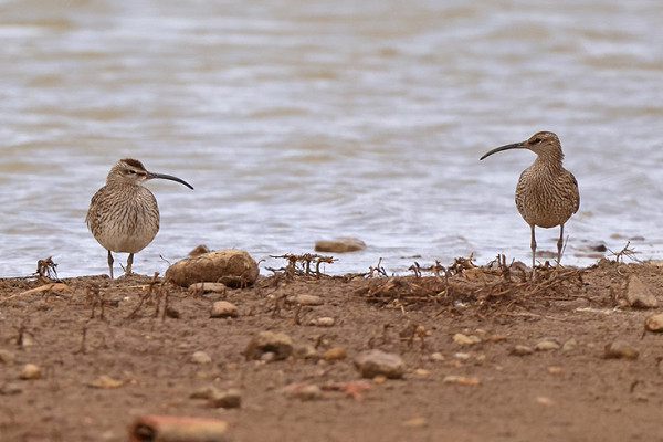 Bird sightings Friday, 30 May 2025