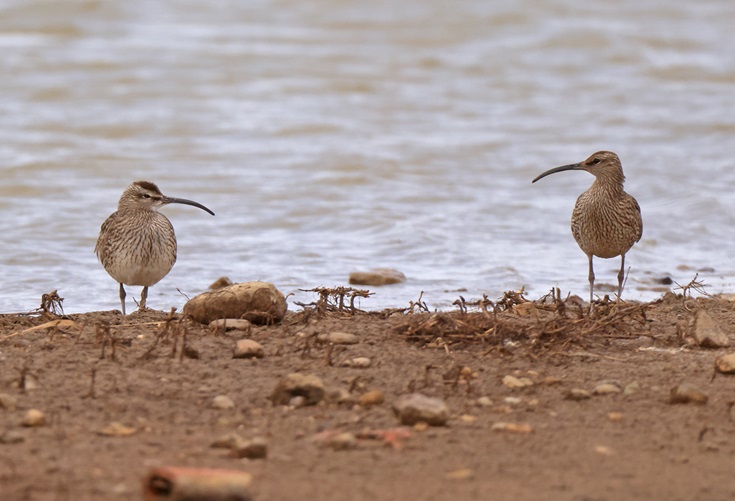 Whimbrels - Dave Constantine.