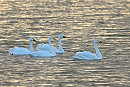 Whooper Swans - Dave Constantine.