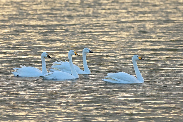 Whooper Swans - Dave Constantine.