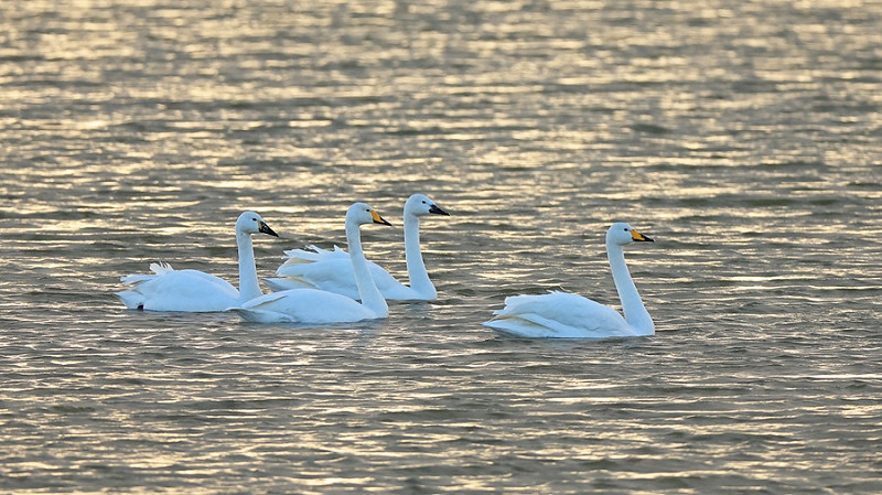 Whooper Swans - Dave Constantine.