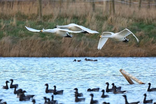 Whooper Swans and Brent Geese - Dave Constantine.