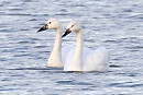 Whooper Swans - Denise Shields.