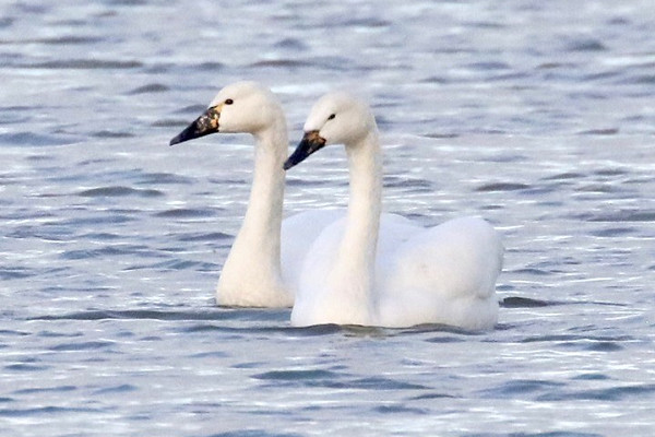 Whooper Swans - Denise Shields.