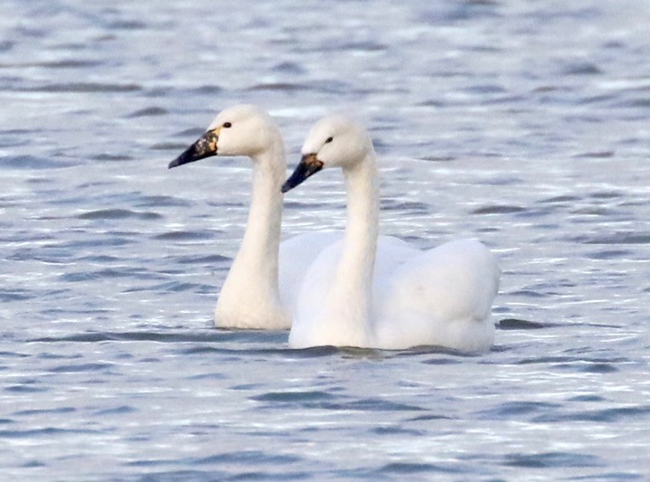 Whooper Swans - Denise Shields.