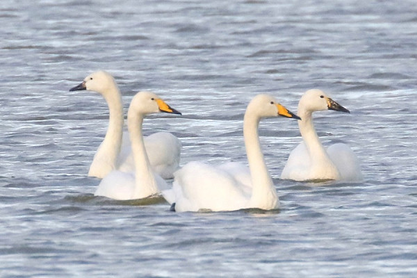 Whooper Swans - Denise Shields.  The two dark billed Birds have been annual for the last few years lingering on both sides of the Humber.