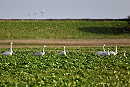 Whooper Swans - Lawrence Middleton.