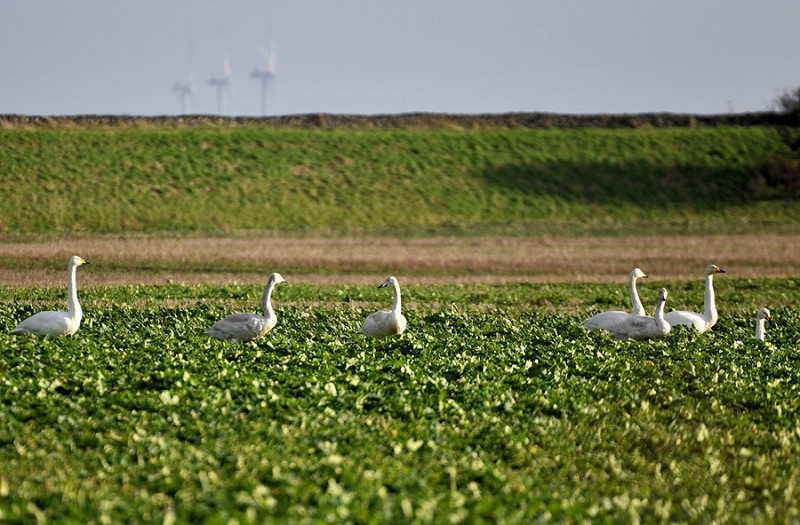 Whooper Swans - Lawrence Middleton.