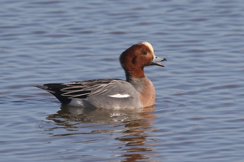 Wigeon - Denise Shields.