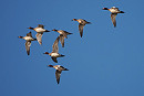 Wigeon - Harry Appleyard.