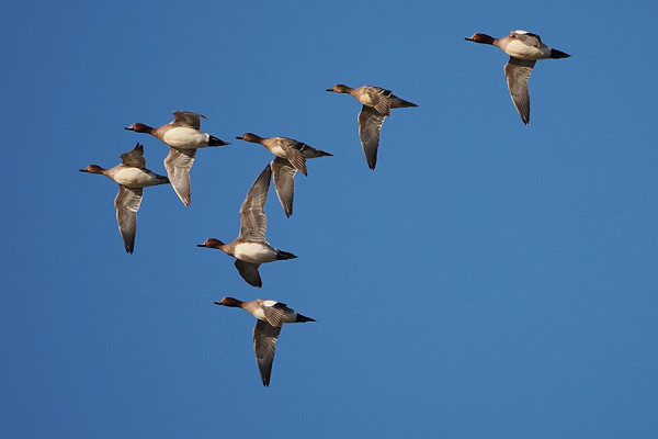 Wigeon - Harry Appleyard.