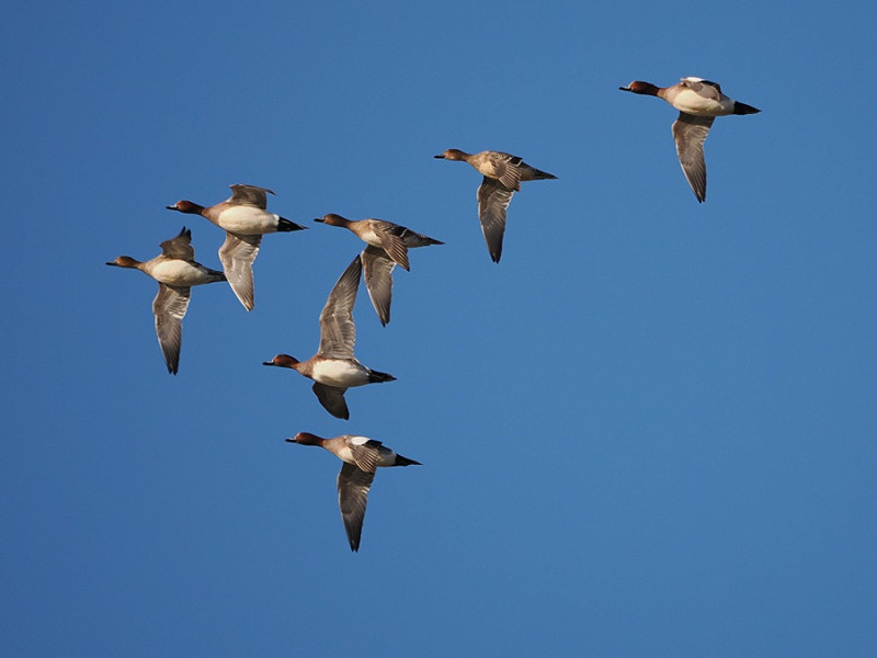 Wigeon - Harry Appleyard.