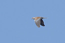 Turtle Dove - Will Scott.