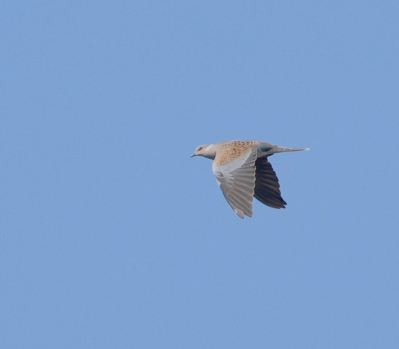 Turtle Dove - Will Scott.