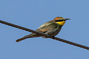 Bee-eater - Wormhouse nature.