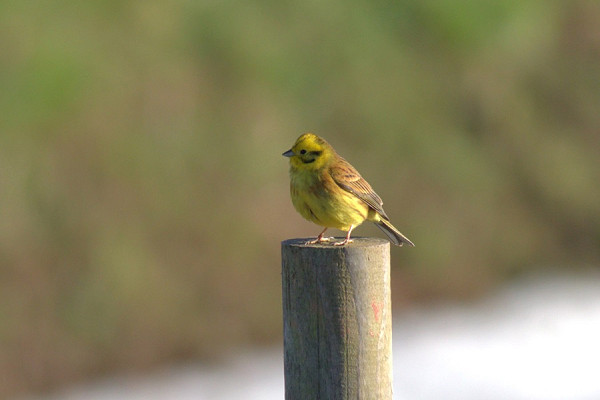 Yellowhammer - Adam Hutt.