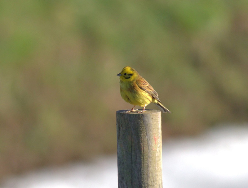 Yellowhammer - Adam Hutt.