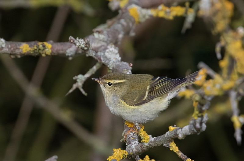 Yellow-browed Warbler - Bethan Clyne.