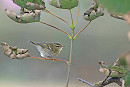 Yellow-browed Warbler - John Hewitt.