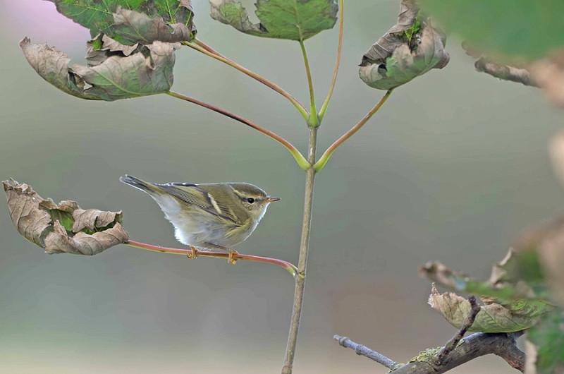 Yellow-browed Warbler - John Hewitt.