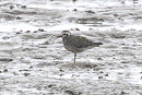 American Golden Plover - Thomas Willoughby.