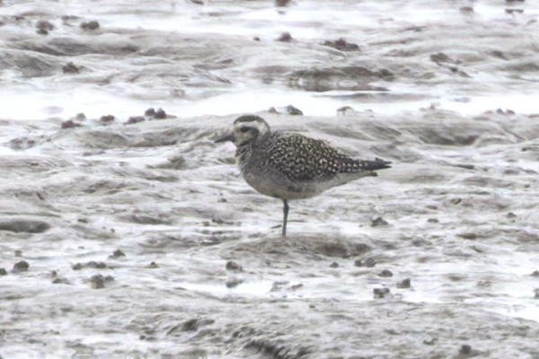 American Golden Plover - Thomas Willoughby.