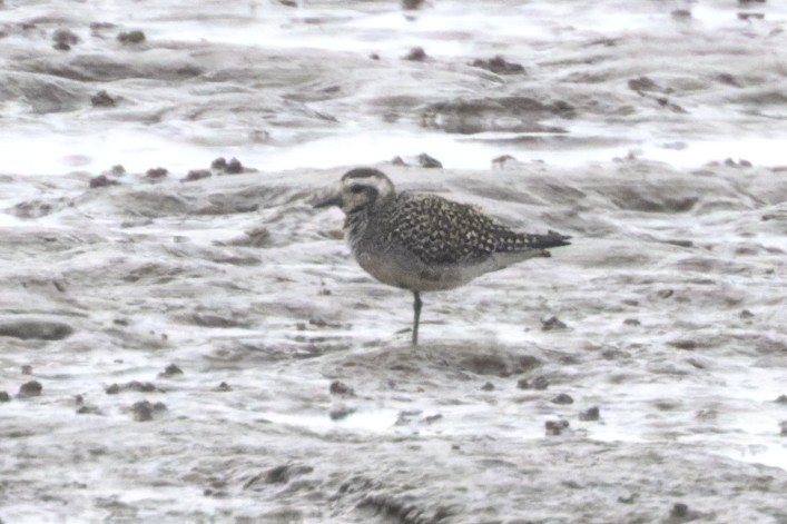 American Golden Plover - Thomas Willoughby.
